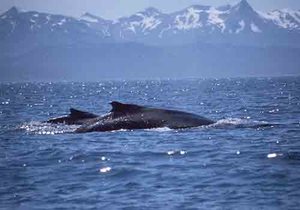 NOAA humpback with calf copy